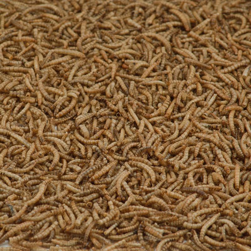 Kaytee Mealworms Mealworms 32 oz