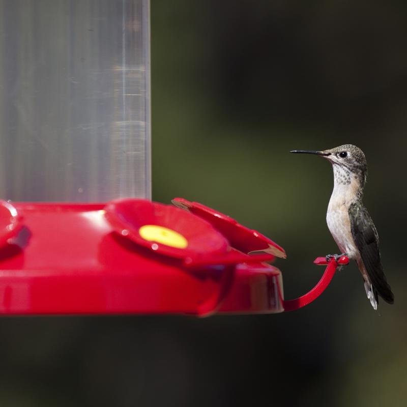 Perky-Pet Hummingbird 48 oz Glass/Plastic Nectar Bird Feeder 6 ports