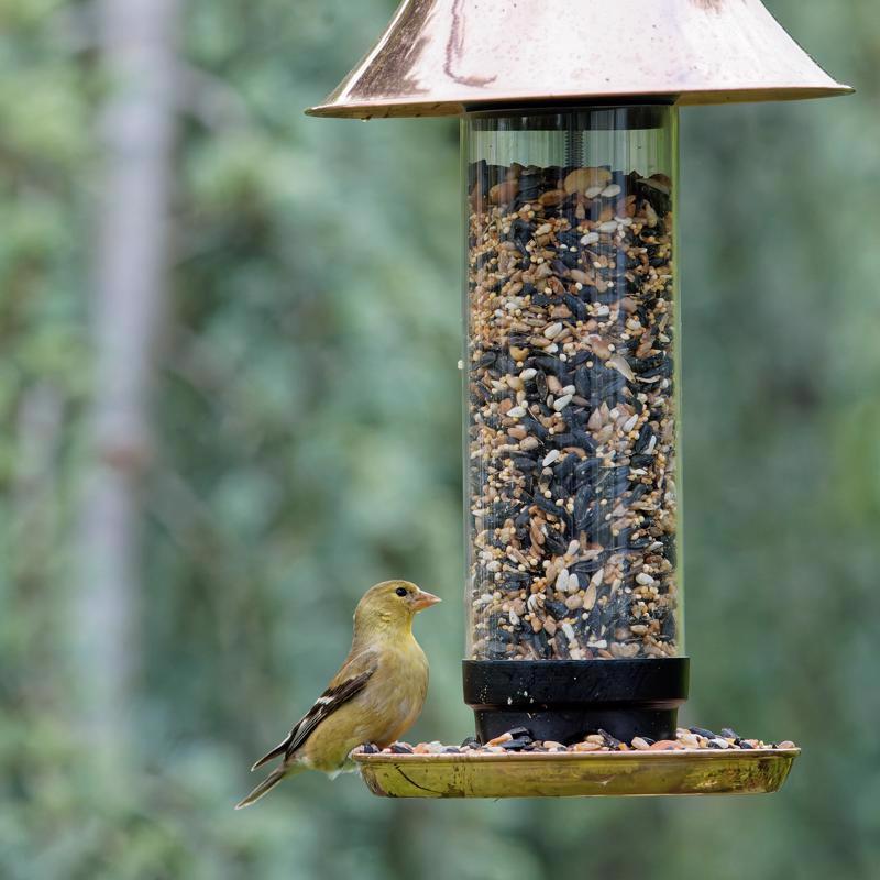 Songbird Selections Wild Bird Food 5 lb