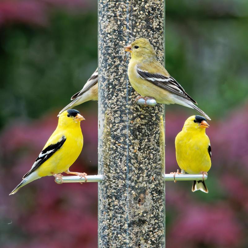 Songbird Selections Wild Finch Feast Wild Bird Food 5 lb