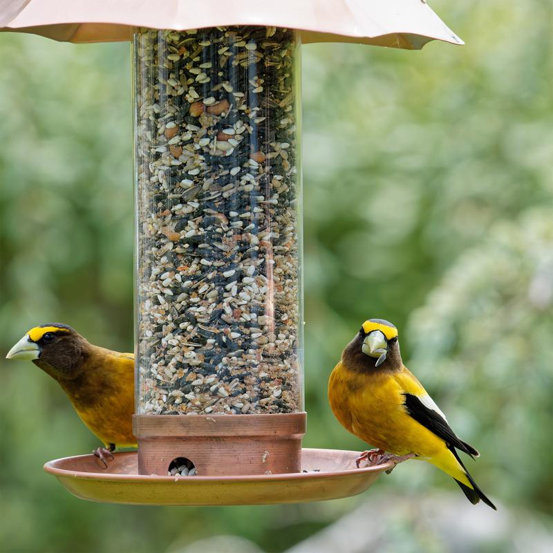 Songbird Selections Bird Seed 10 lb