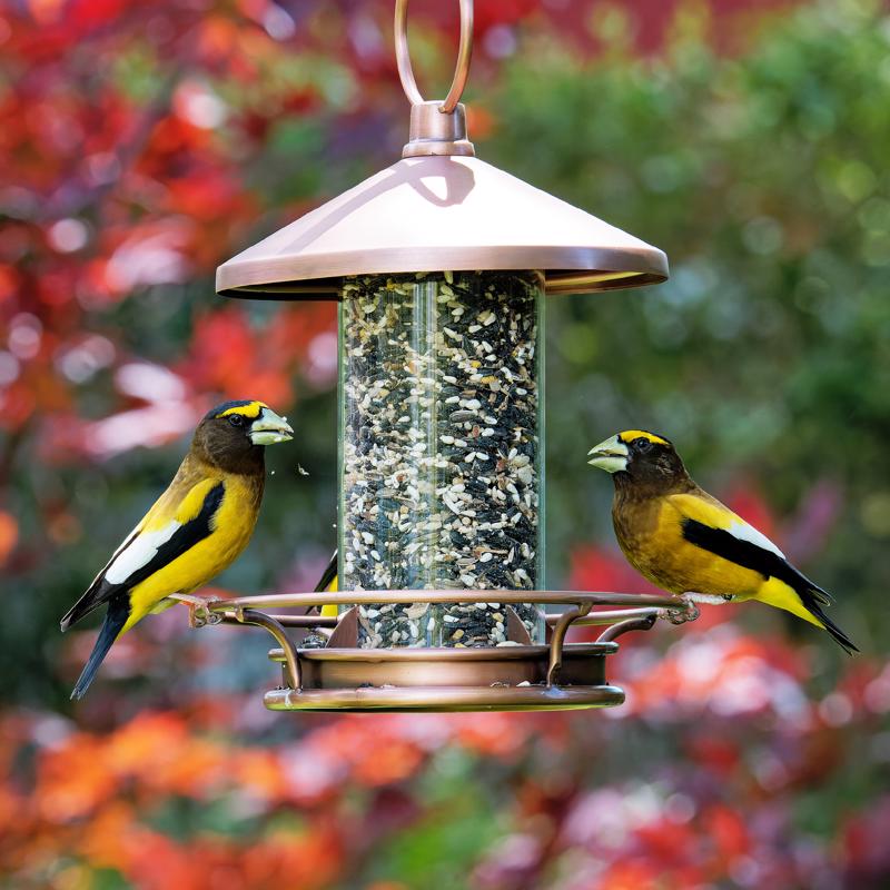 Songbird Selections Songbird Crunch Wild Bird Food 5 lb