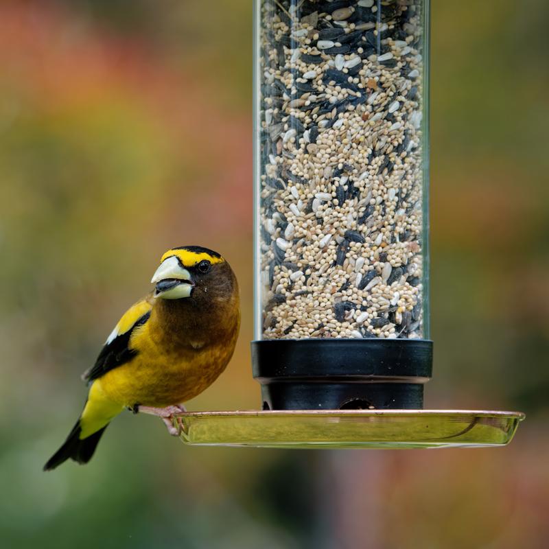 Songbird Selections Perfect Balance Wild Bird Food 5 lb