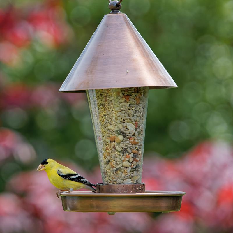 Songbird Selections Wild Bird Food 10 lb