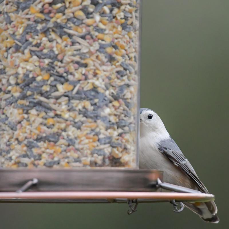 Perky-Pet Wild Bird 4.5 lb Metal/Plastic Panorama Bird Feeder 2 ports