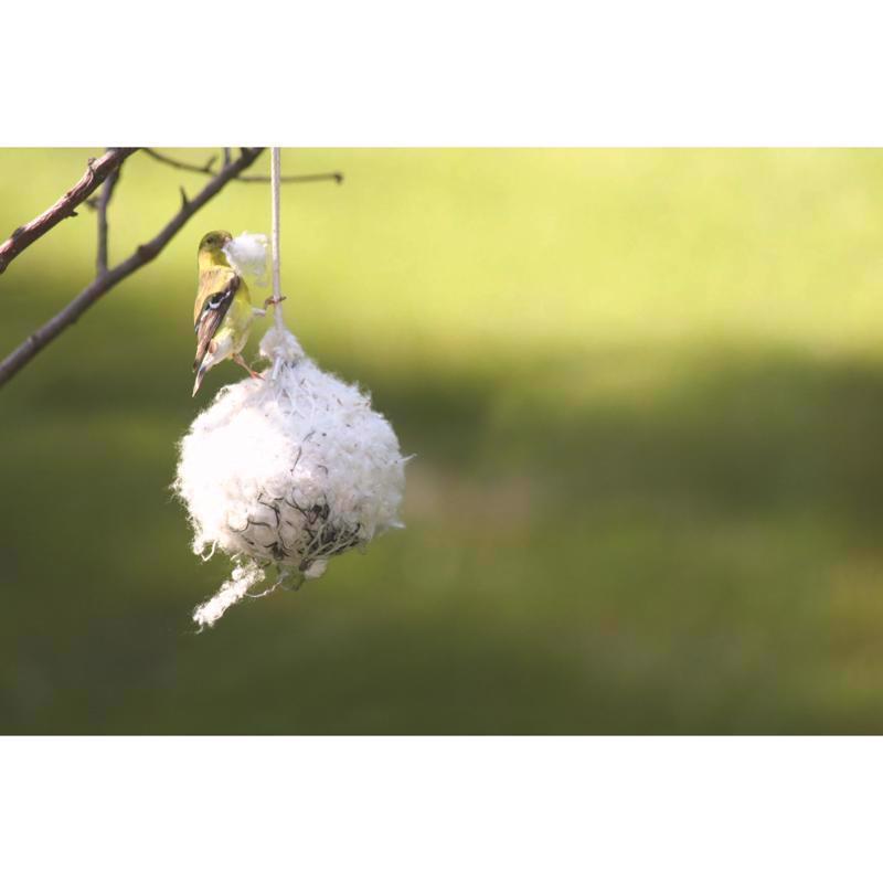 Birds Choice 6 in. H X 4 in. W X 4 in. D Bird Nesting Refill