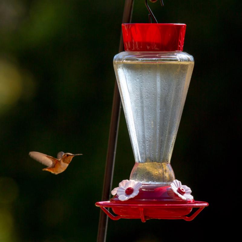 More Birds Hummingbird 28 oz Glass/Plastic Bird Feeder 4 ports