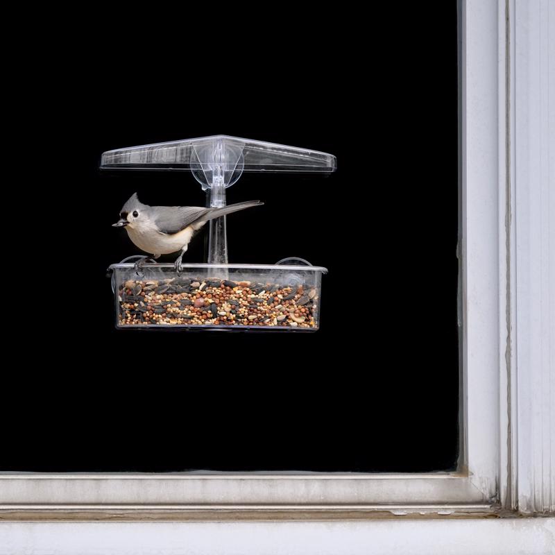 Droll Wild Bird 0.5 lb Polycarbonate Window Bird Feeder