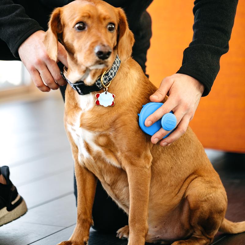 Dexas BrushBuster Blue Dog Grooming Brush