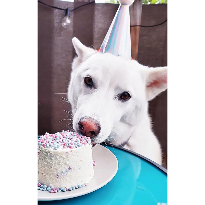 Cuppy Cake Birthday Cake with Pupfetti Sprinkles Treats For Dogs 4 oz
