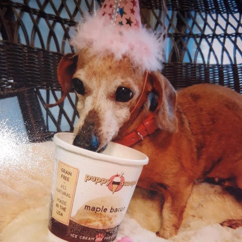 Puppy Scoops Ice Cream Mix Maple Bacon Grain Free Treats For Dogs 4.65 oz