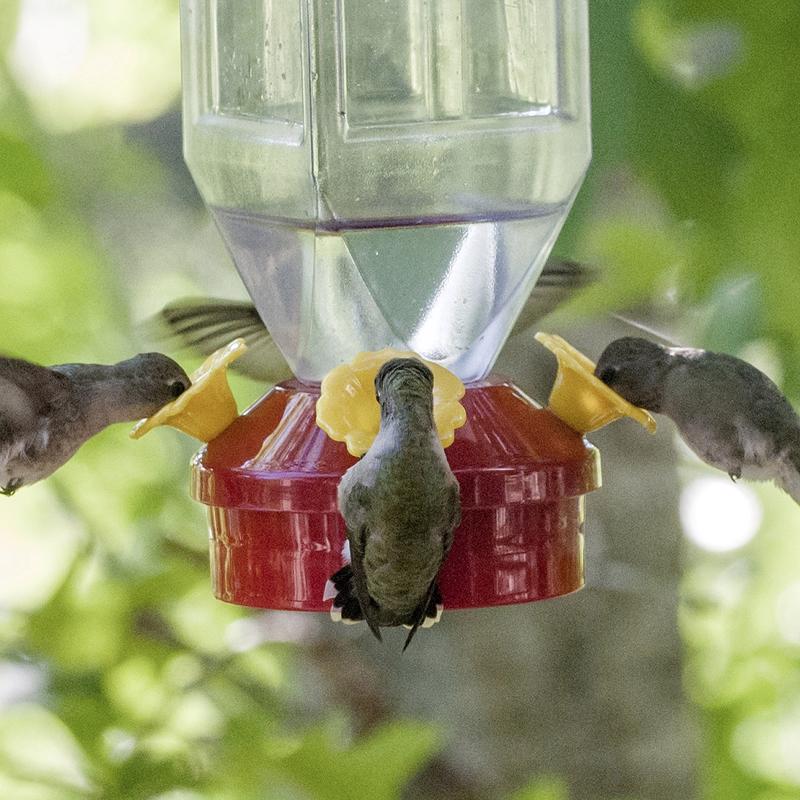 Perky-Pet Hummingbird 18 oz Plastic Lantern Nectar Bird Feeder 4 ports