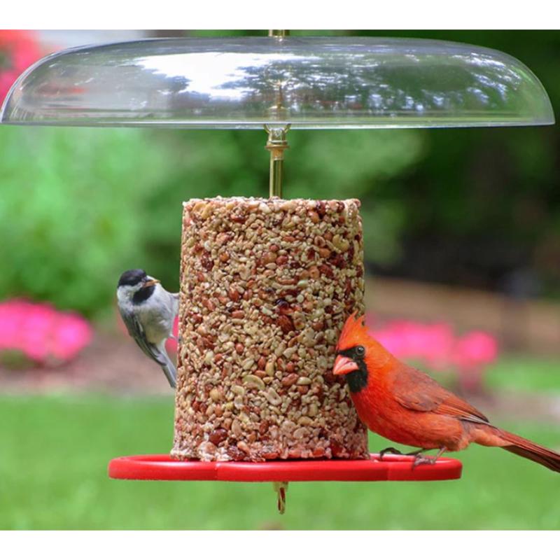Birds Choice Bugs N Nuts Bird Seed 5.5 lb