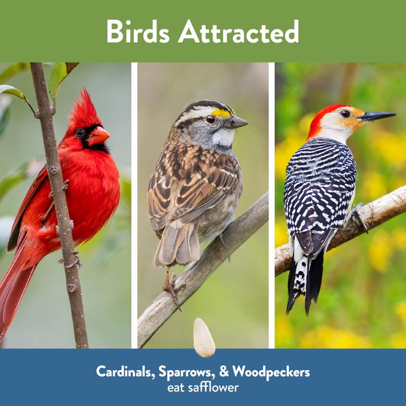 Chirp Pure Seed Safflower Seeds Wild Bird Food 20 lb