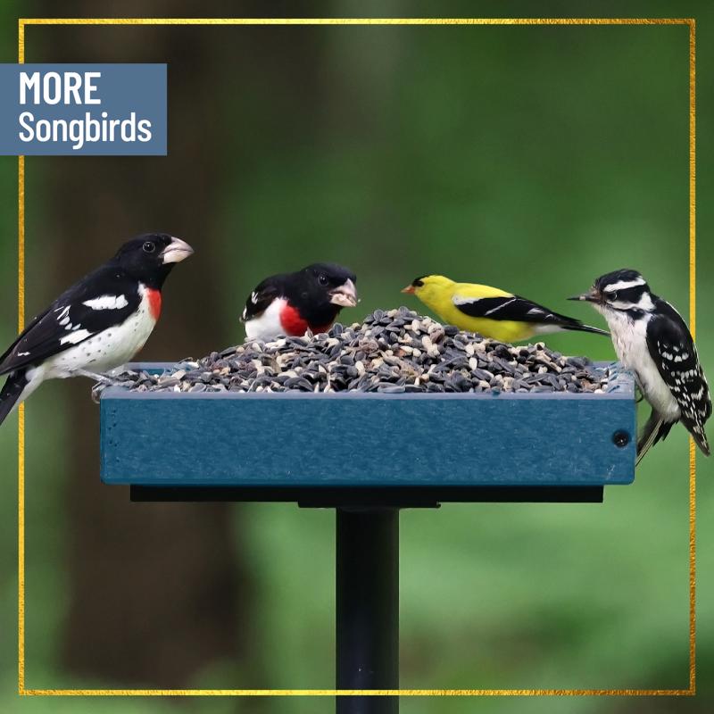 Chirp Max Attract Songbird Wild Bird Food 7 lb