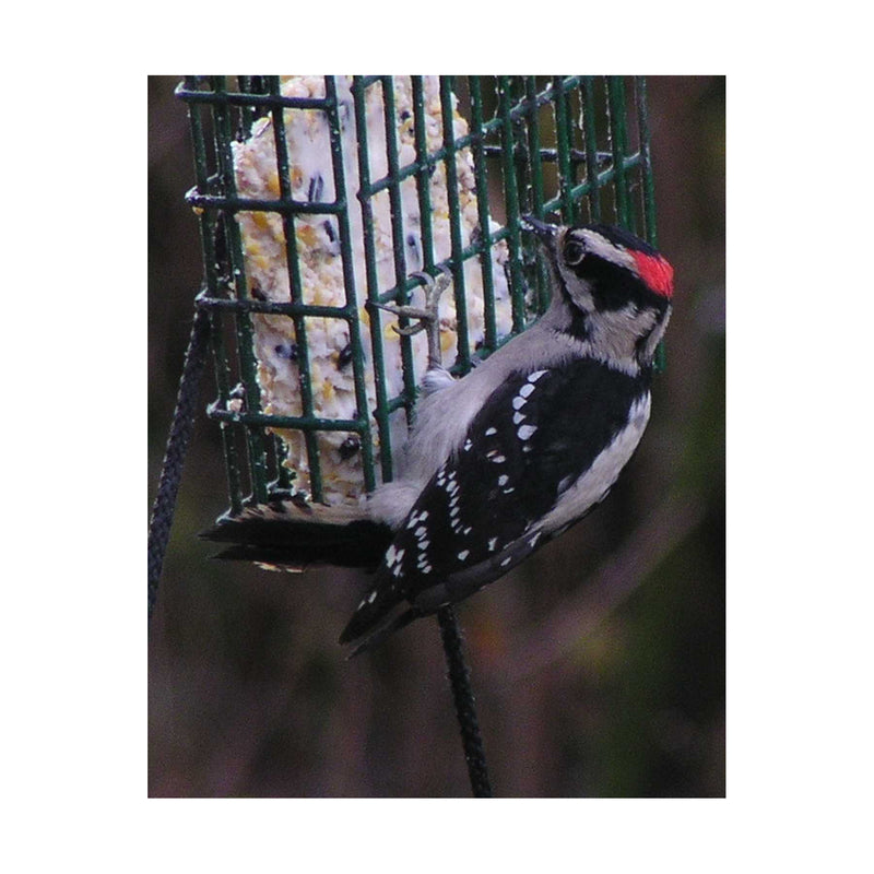 C&S Products Woodpecker Treat Wild Bird Food 11 oz
