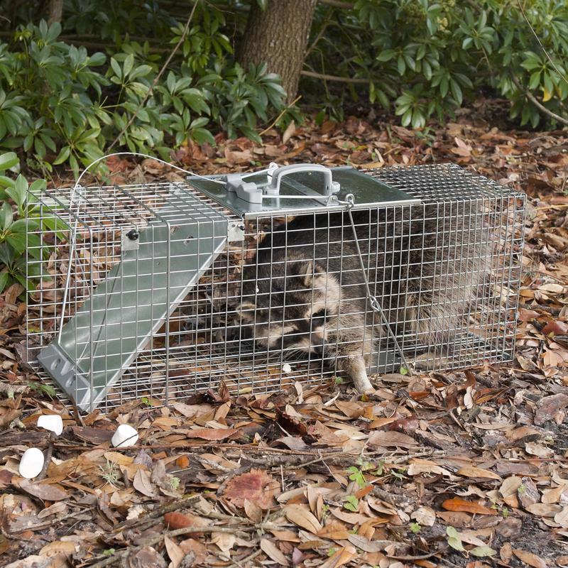 Havahart Large Live Catch Cage Trap For Cats and Raccoons