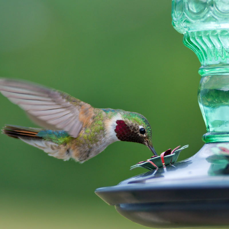 Perky-Pet Hummingbird 10 oz Glass/Metal Antique Bottle Nectar Bird Feeder 4 ports