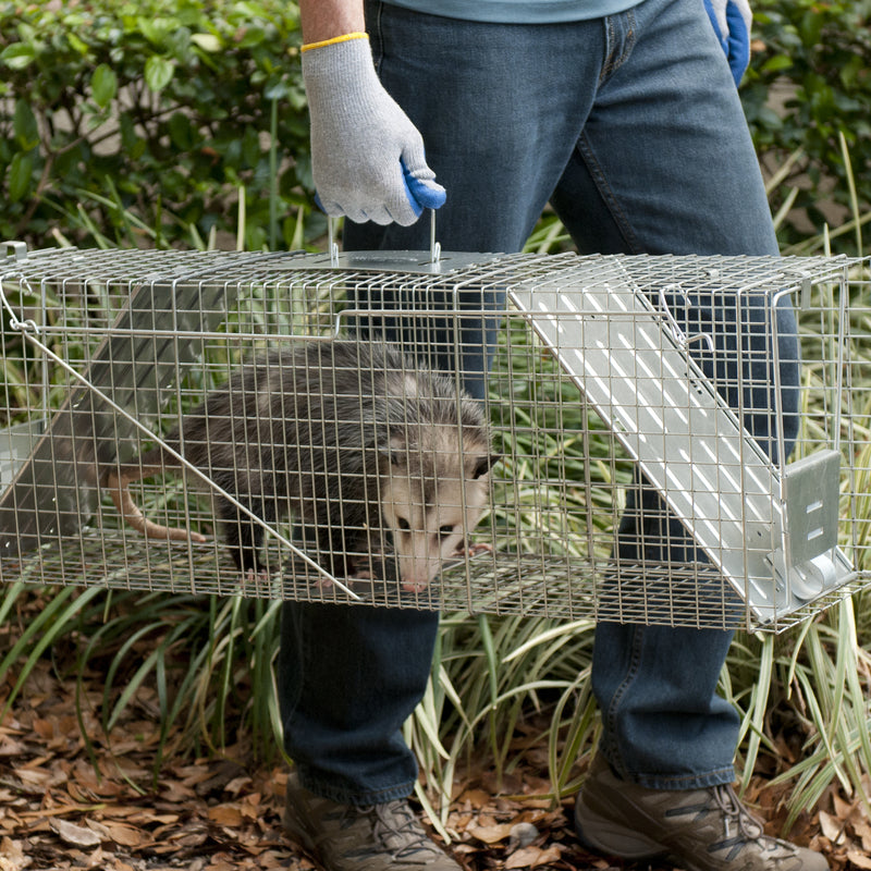 Havahart Large Live Catch Cage Trap For Raccoons