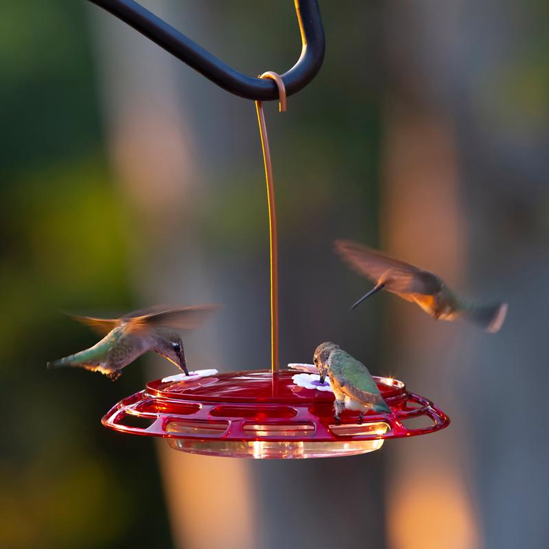 More Birds Hummingbird Plastic 3-in-1 Nectar Bird Feeder 3 ports