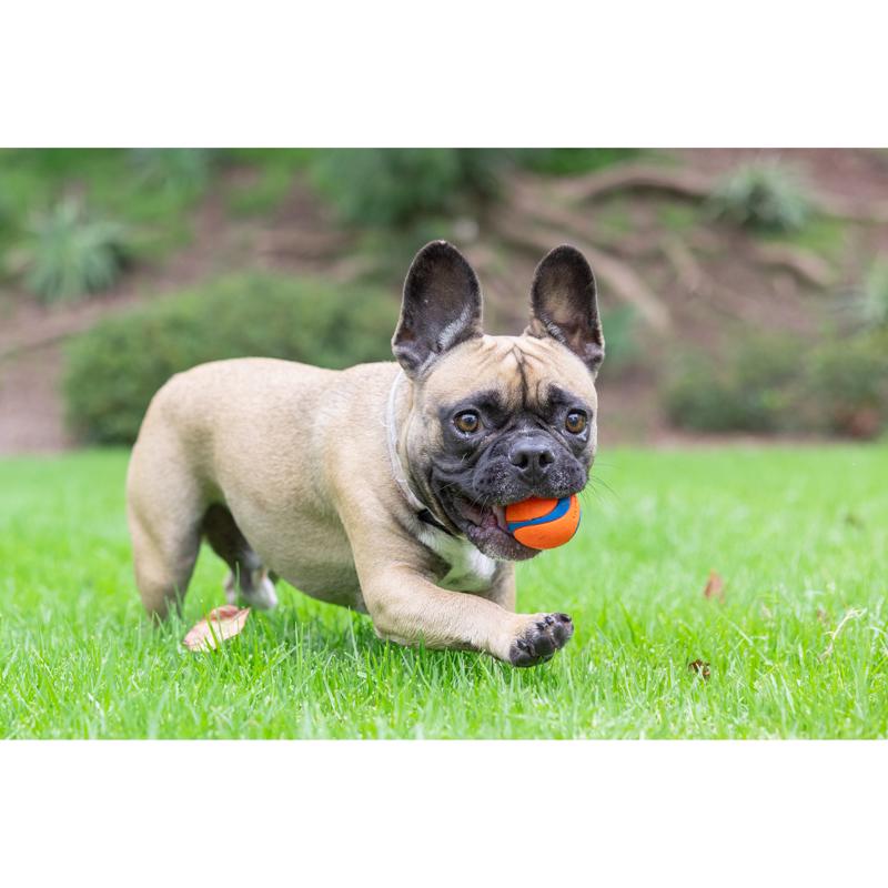 Chuckit! Blue/Orange Rubber Fetch Ball Dog Toy Small 2 pk