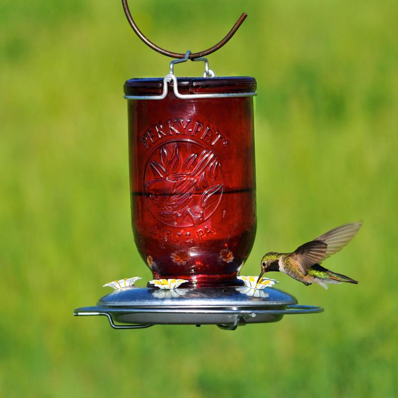 Perky-Pet Hummingbird 32 oz Glass/Metal Mason Jar Nectar Bird Feeder 5 ports