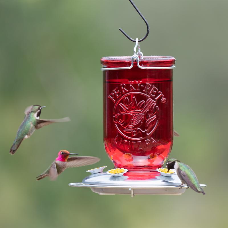 Perky-Pet Hummingbird 32 oz Glass/Metal Mason Jar Nectar Bird Feeder 5 ports