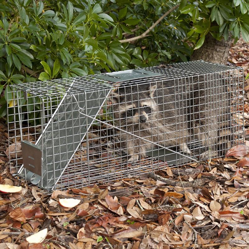 Havahart Large Live Catch Cage Trap For Cats and Raccoons
