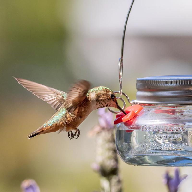 Nature's Way Hummingbird 6 oz Glass Mason Jar Bird Feeder 4 ports