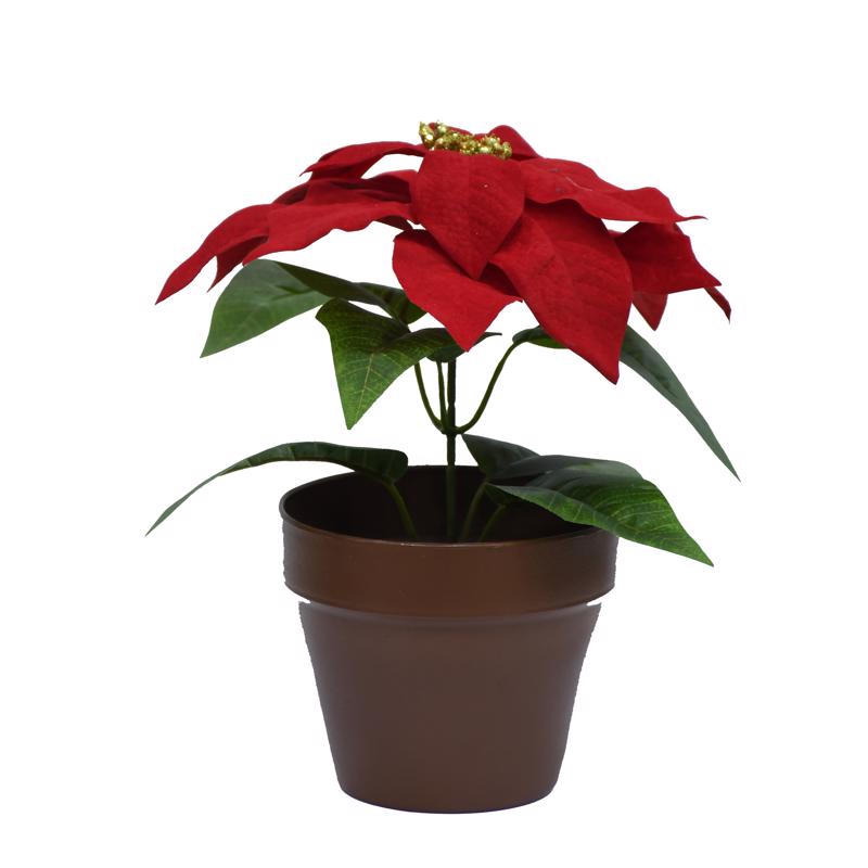 Celebrations Potted Poinsettia 10 in.